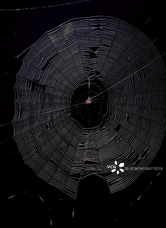 黑色背景下的棘腹蛛图片素材