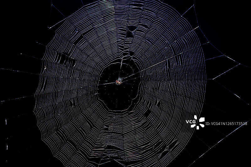 黑色背景下的棘腹蛛图片素材