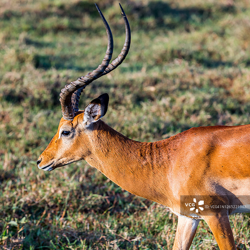 野生环境中侧视的雄性黑斑羚图片素材