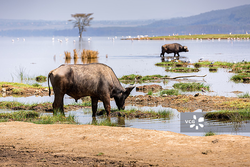 纳库鲁湖的旷野寂静图片素材