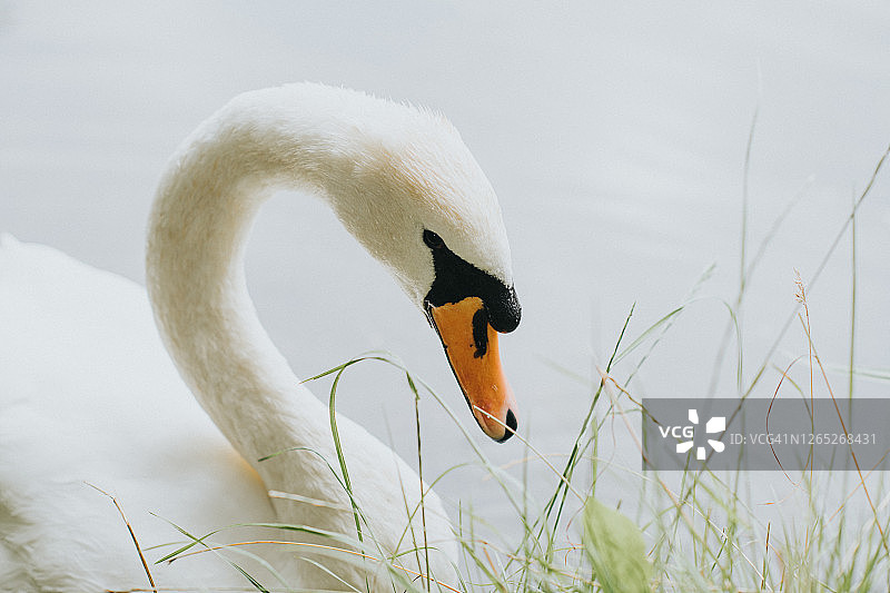 湖中的天鹅图片素材