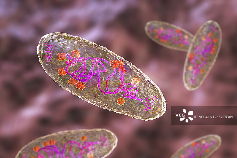 鼠疫耶尔森菌插图图片素材