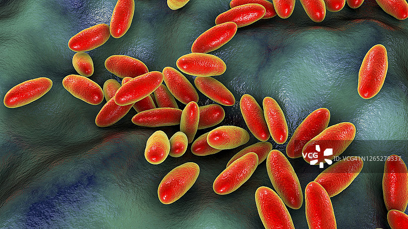 鼠疫耶尔森菌插图图片素材