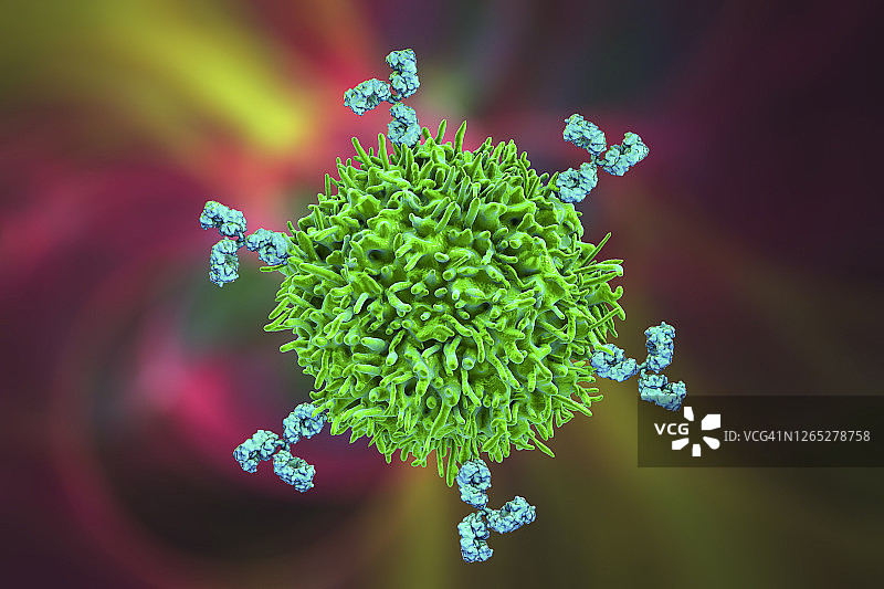 B细胞和抗体插图图片素材