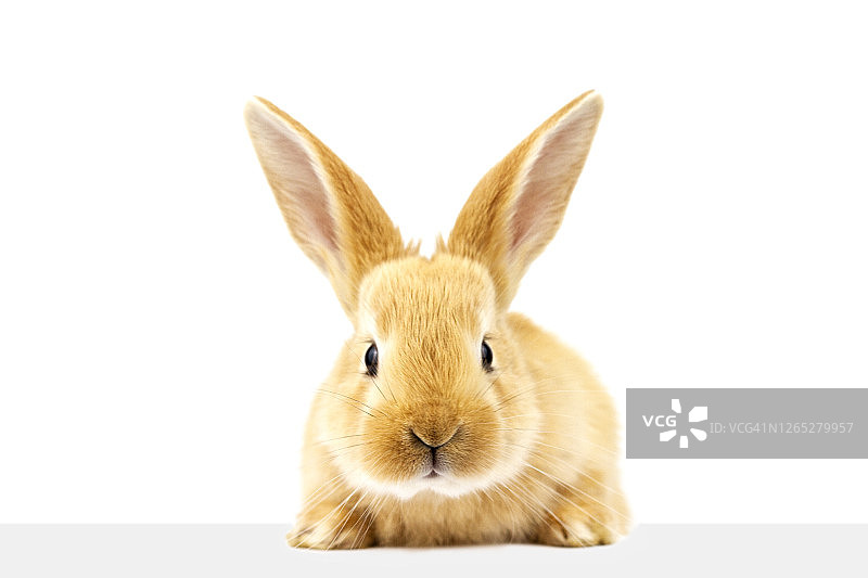 可爱的兔子看着标牌图片素材