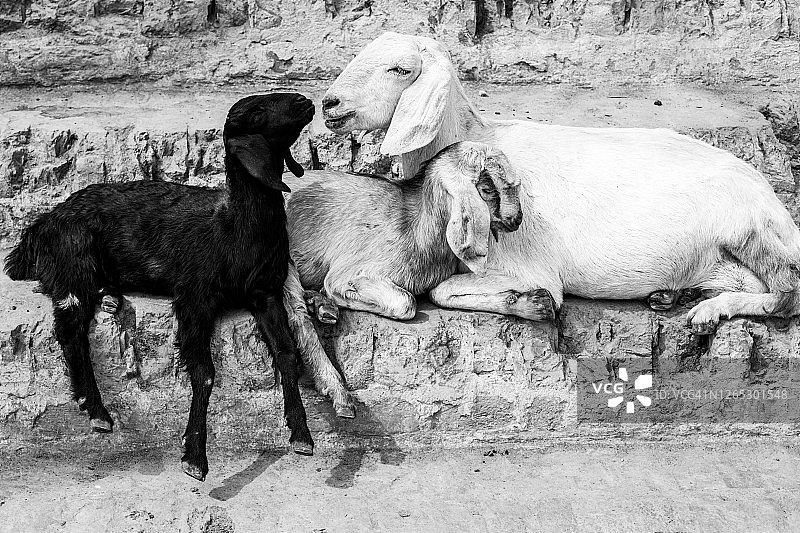 家庭中的害群之马图片素材