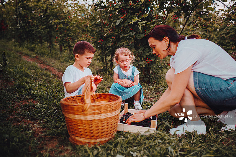 母亲和孩子们采摘水果图片素材