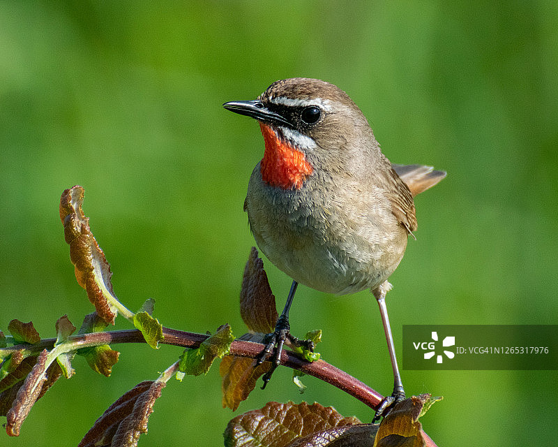 红喉歌鸲图片素材