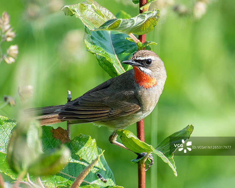 红喉歌鸲图片素材