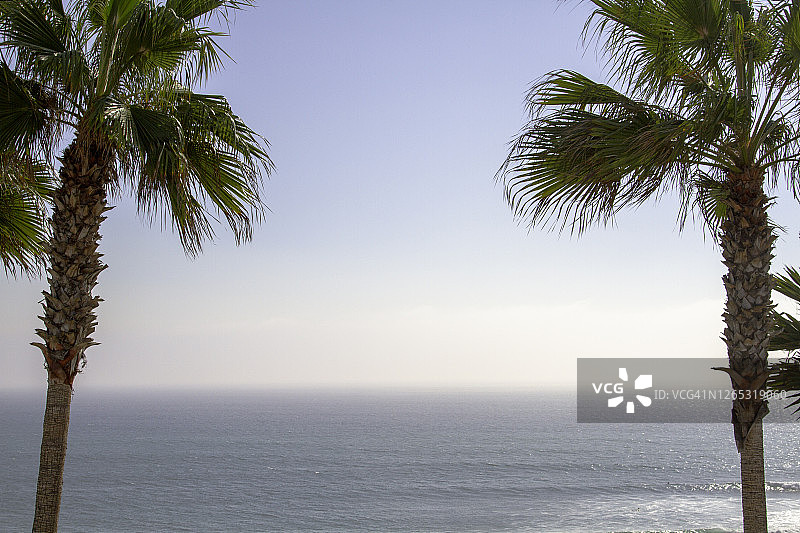 两棵高大的棕榈树构成蓝色天空下海洋的景观图片素材