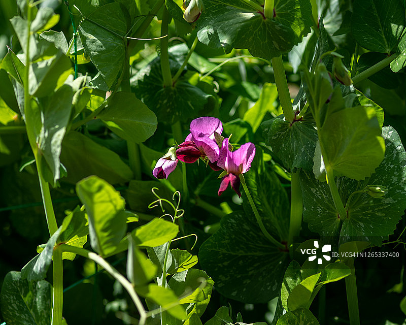 豌豆花图片素材