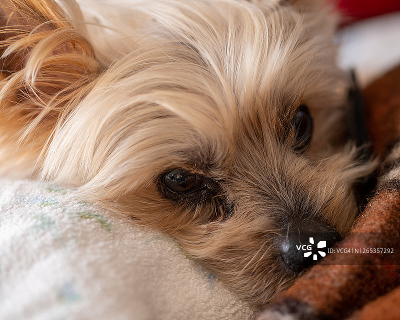 约克夏犬宠物狗图片素材