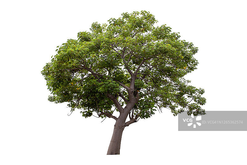 白色背景下的锦葵树图片素材