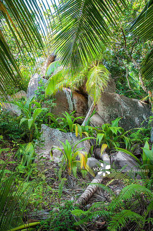塞舌尔的热带丛林景观图片素材
