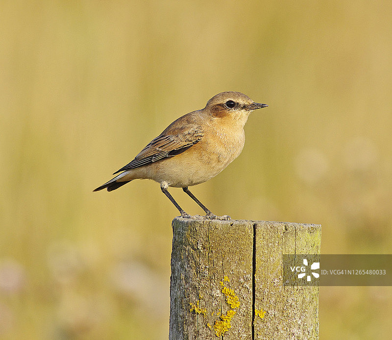 惠瑟尔 [欧南特 · 欧南特]图片素材