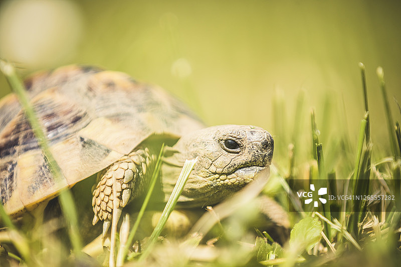 在意大利伦巴第草地上移动的赫尔曼陆龟特写图片素材