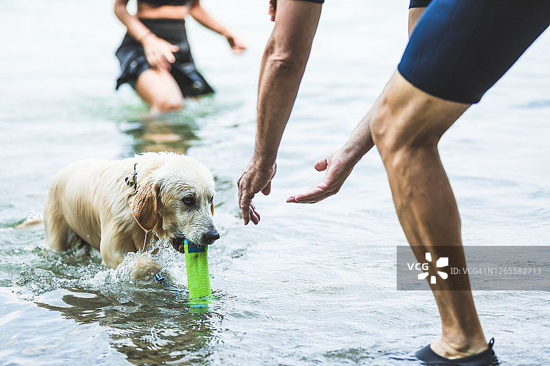 在意大利伦巴第接受首次水上救援训练的金毛幼犬图片素材
