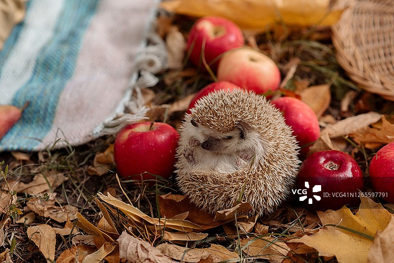 刺猬躺在落叶和苹果之间的草地上图片素材