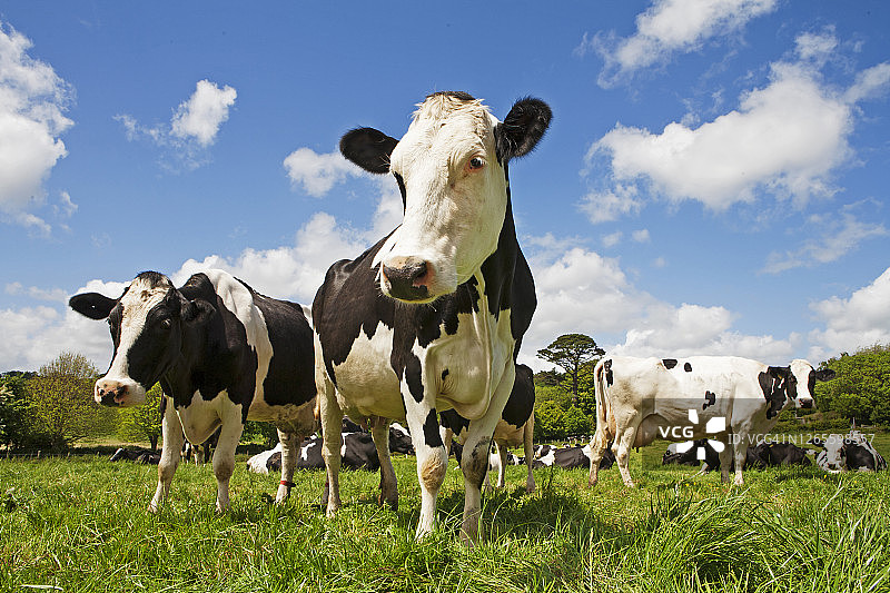 田野里的弗里斯兰奶牛图片素材