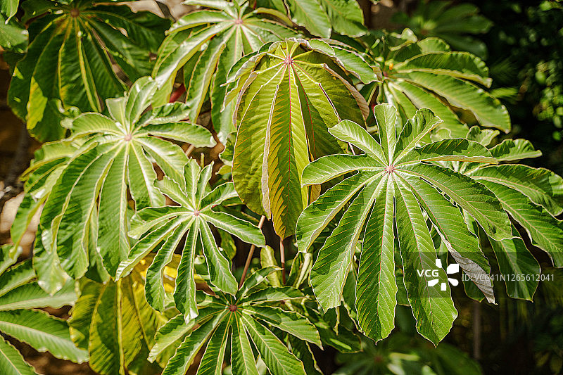 风铃木树叶（又名蛇木）图片素材