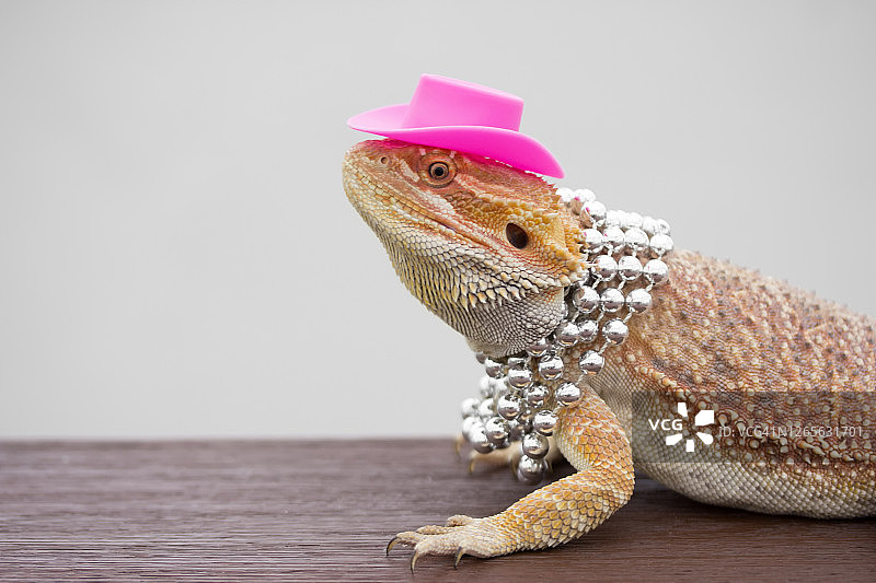 戴帽子和项链的蜥蜴图片素材