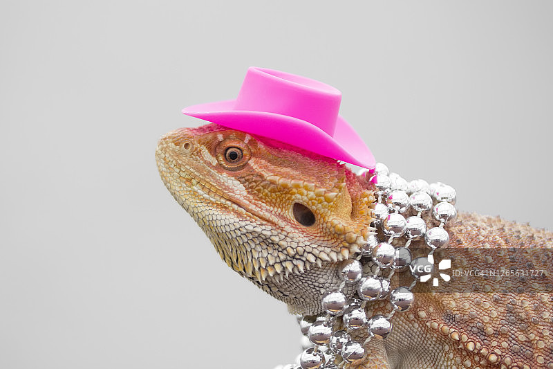 戴帽子和项链的蜥蜴图片素材