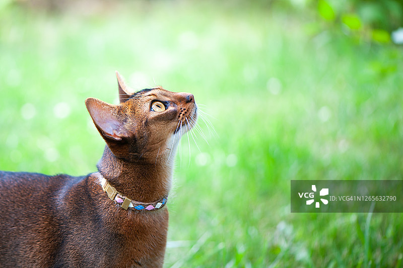 阿比西尼亚猫戴着项圈走在翠绿的草地上，抬头看，夏天宠物散步，有文字空间图片素材