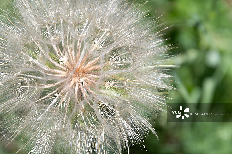 公园里的大型婆罗门参（类似蒲公英）花图片素材