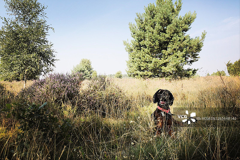 小狗坐在吕讷堡石楠草原上图片素材