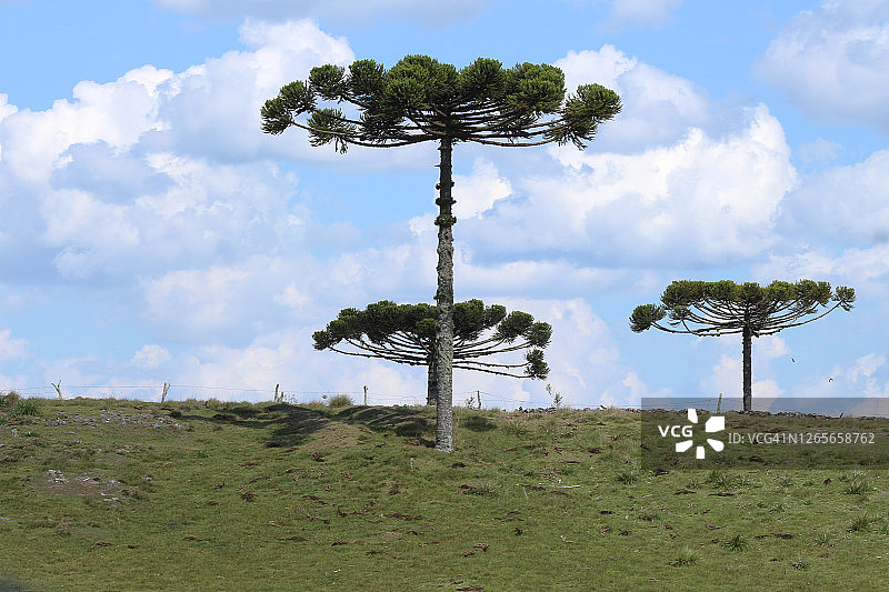 南里奥格兰德州田野中的南洋杉图片素材