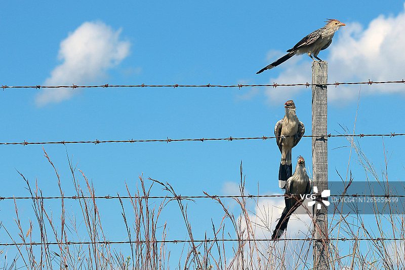 白阿奴鸟图片素材