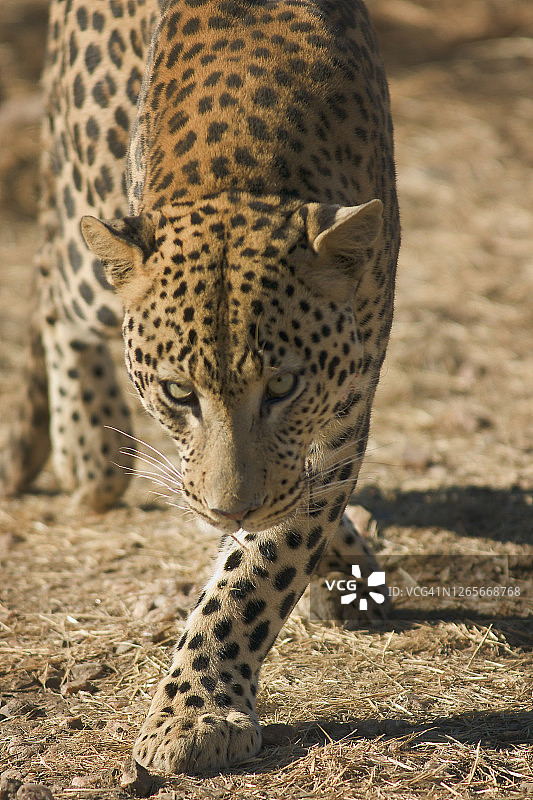 巡逻中的豹图片素材