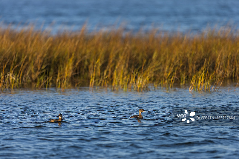 小鸊鷉图片素材
