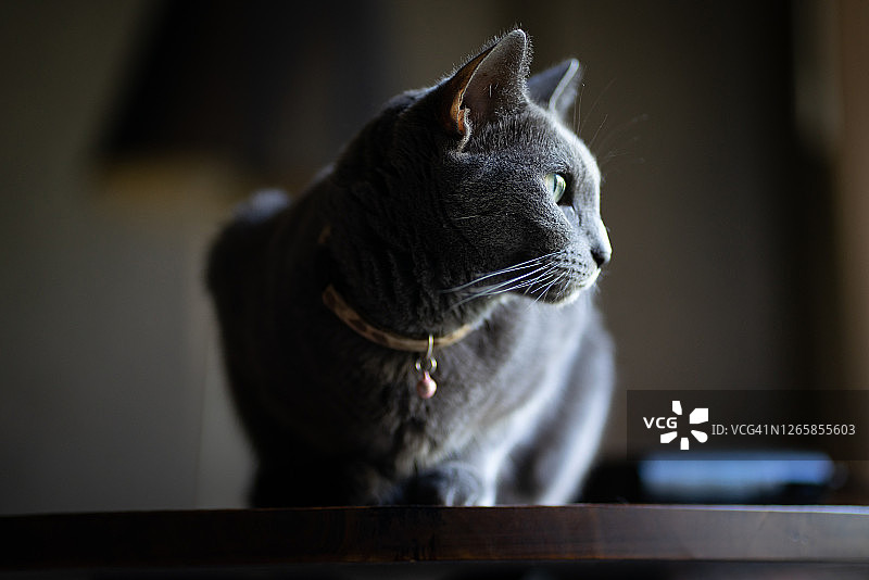 凝视的俄罗斯蓝猫图片素材