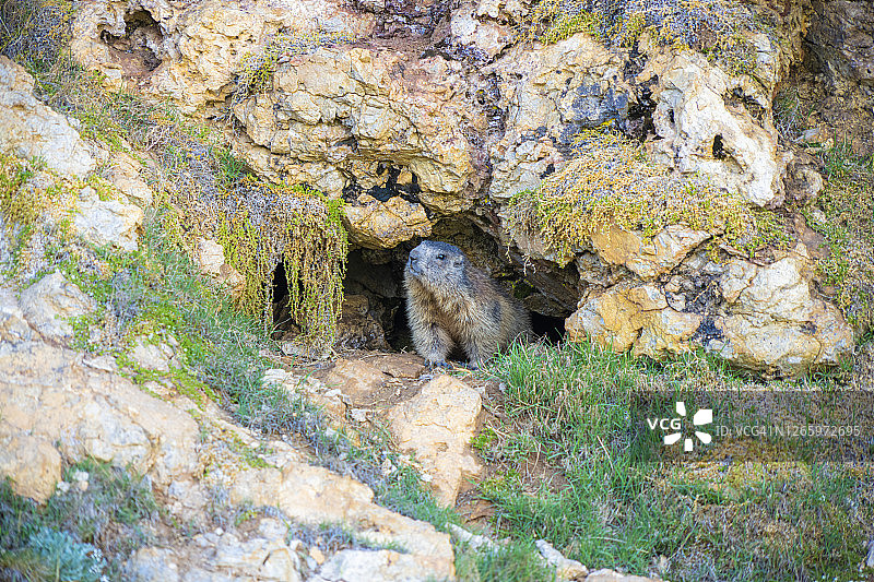 土拨鼠图片素材