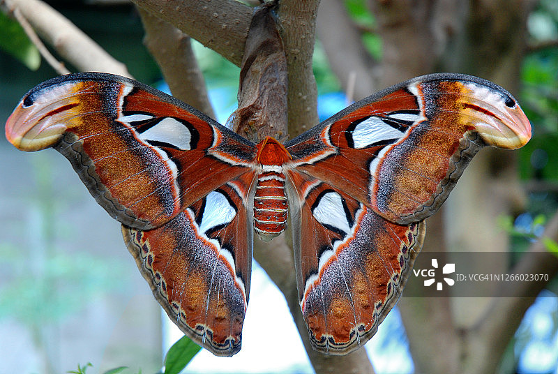 雌性乌桕大蚕蛾（又名眼镜蛇蛾）图片素材