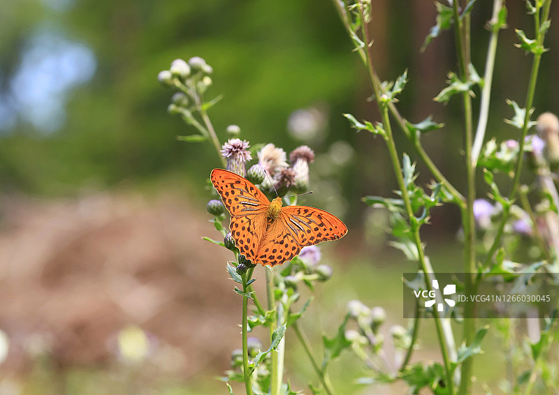 银洗蛱蝶栖息在植物上图片素材