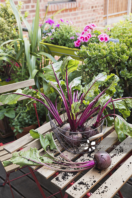 阳台菜园收获的普通甜菜篮图片素材