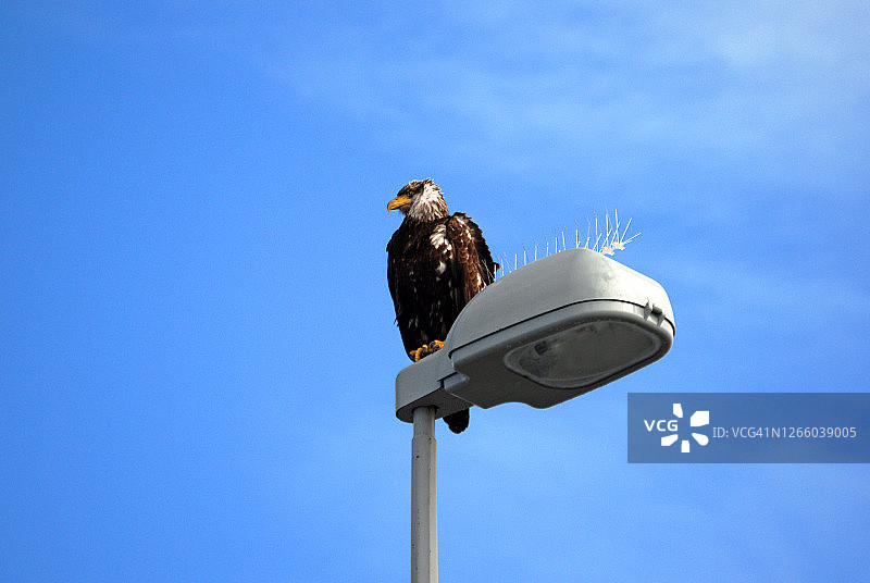 有志者事竟成图片素材