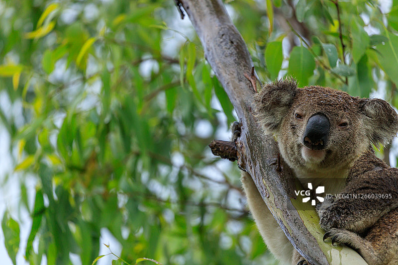 考拉坐在桉树上，雨天看着镜头图片素材