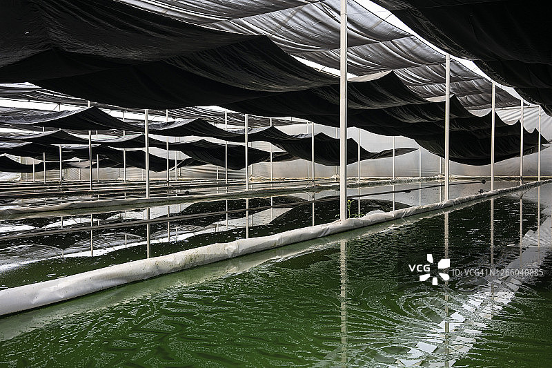 螺旋藻养殖图片素材