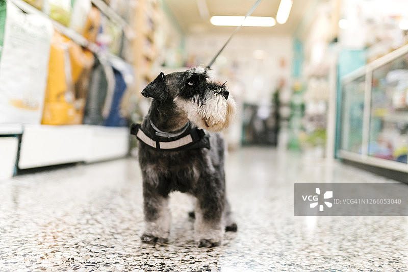 宠物店里站在瓷砖地板上的雪纳瑞特写图片素材