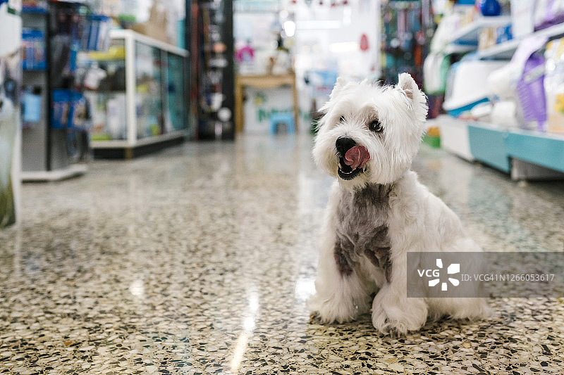 宠物沙龙里坐在地板上吐舌头的可爱西高地白梗犬图片素材