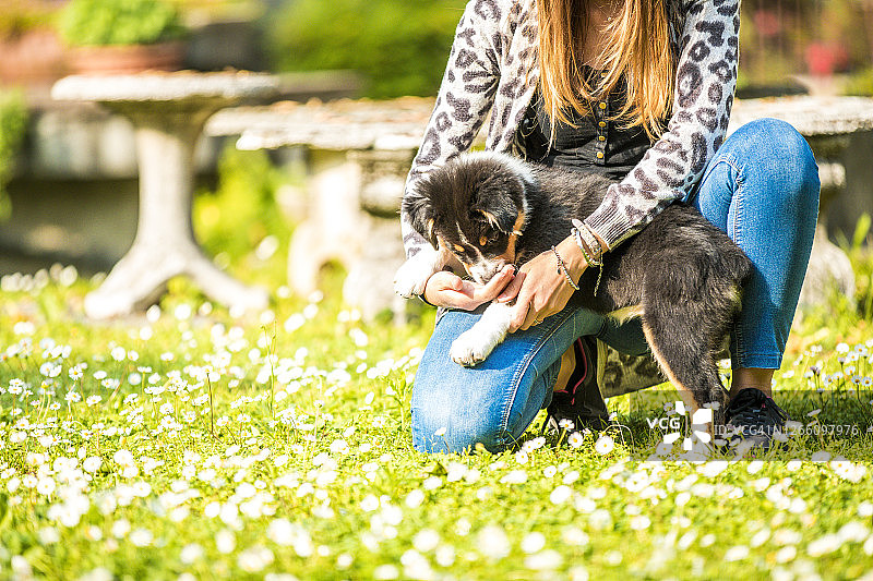 在意大利伦巴第寻找拥抱的澳大利亚牧羊犬幼犬图片素材