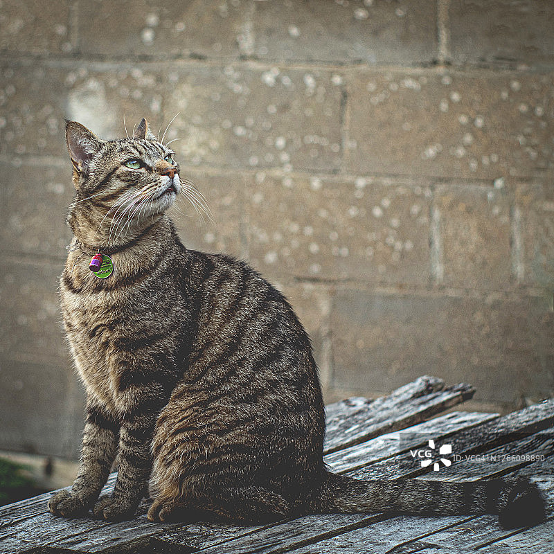 美丽的虎斑猫肖像图片素材