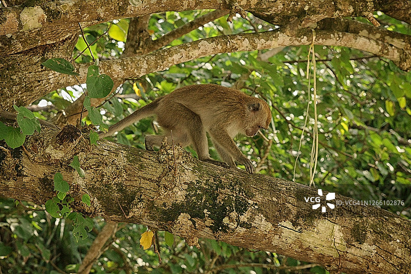 马来西亚丛林中年轻的长鼻猴特写图片素材