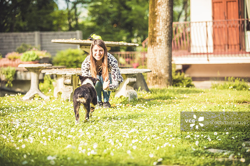 在意大利伦巴第寻找拥抱的澳大利亚牧羊犬幼犬图片素材
