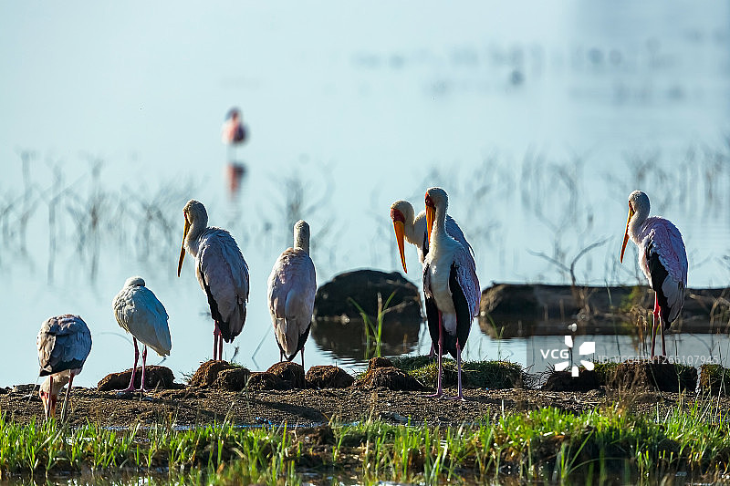 日出逆光下的黄嘴鹳图片素材