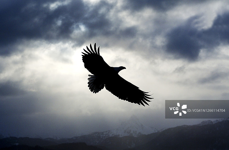 阴天飞行的白头海雕剪影图片素材