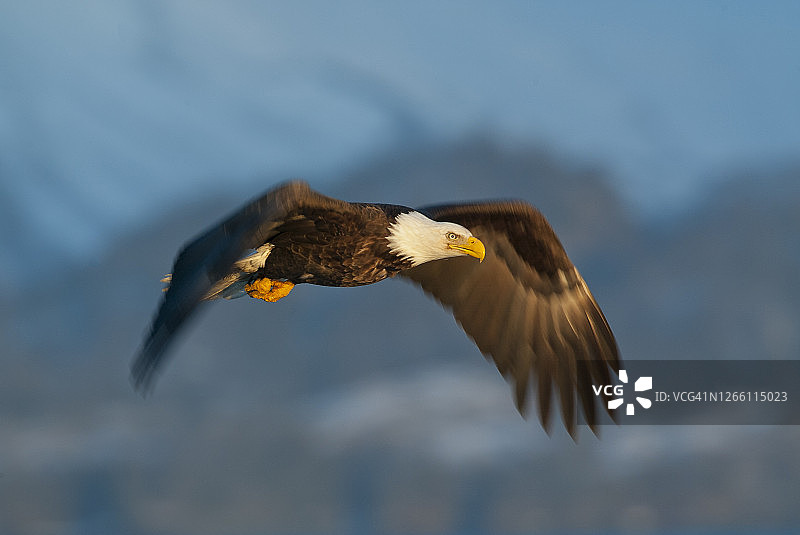 成年秃鹰在山中飞行图片素材